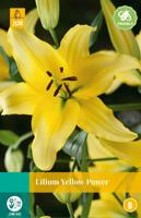 Lilium yellow power bloembol 2 stuks Lelie JUB - Jub