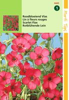 Linum Rubrum Grandiflorum, Rood - Hortitops Linum Rubrum Grandiflorum, Rood - Hortitops