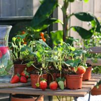Aardbeienplanten Box