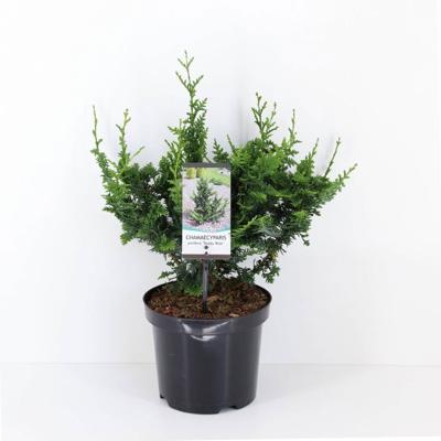 Chamaecyparis pis teddy bear 35 cm Conifeer Schijncipres Warentuin Natuurlijk - Warentuin natuurlijk