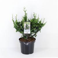 Chamaecyparis pis teddy bear 35 cm Conifeer Schijncipres Warentuin Natuurlijk - Warentuin natuurlijk