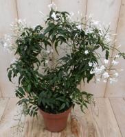 Sterjasmijn Solanum Jasminoides op boog wit 30 cm Warentuin Natuurlijk - Warentuin natuurlijk