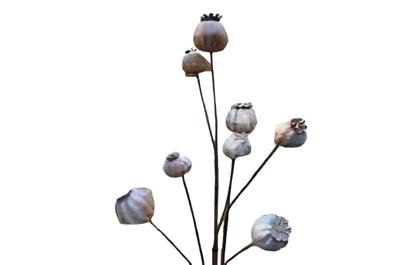 Bruine bollen - Buitengewoon de boet