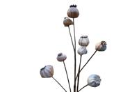Bruine bollen - Buitengewoon de boet