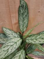 Aglaonema kamerplant - Warentuin natuurlijk
