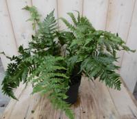 Vaste plant Tuinvaren Warentuin Natuurlijk - Warentuin natuurlijk