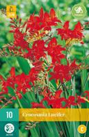 Crocosmia Lucifer