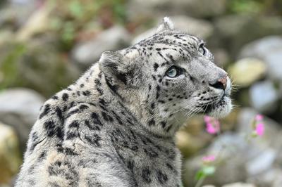 Achter de schermen in de dierentuin Achter de schermen in de dierentuin