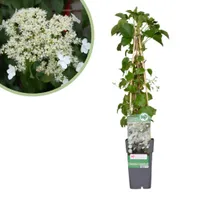 Hydrangea Petiolaris - Klimhortensia - P15 - thumbnail