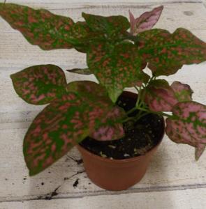 Kamerplant Hypoestes rood - Warentuin natuurlijk