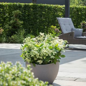 Hortensia Hydrangea 'Switch Ophelia'