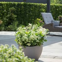 Hortensia Hydrangea 'Switch Ophelia' - thumbnail