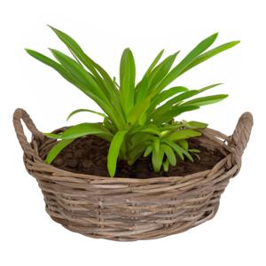 Planten/bloemen mand Levi - rotan - laag model - D35 x H13 cm - plantenpot voor buiten