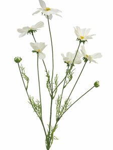 Cosmos Orion cream 92cm