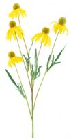 Rudbeckia spray yellow 90 cm kunstbloemen - Nova Nature