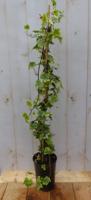 Hedera klimop 80 cm groenblijvend geelbont beel Warentuin Natuurlijk - Warentuin natuurlijk