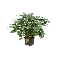 Philodendron xanadu L hydrocultuur plant - thumbnail