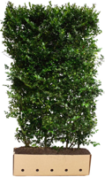 Kant & klaar haag Ilex meserveae Blue Prince 200 x 100 cm breed Amerikaanse hulst Quickhedge - Quickhedge