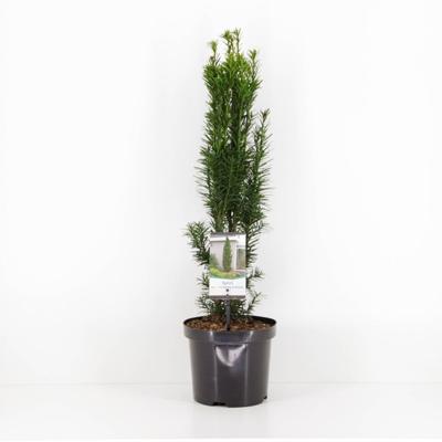 Taxus baccata fastigiata robusta 40-50 cm - Warentuin natuurlijk