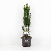 Taxus baccata fastigiata robusta 40-50 cm - Warentuin natuurlijk