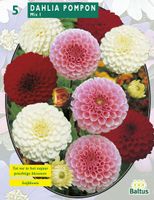 Zomer Bloembollen Dahlia Pompon Mix per 3 Baltus - Baltus