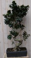 Kamerplant Bonsai Ficus 100 cm - Warentuin Natuurlijk