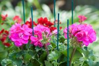 Splitbamboe groen H50cm dia. 4-4,5 mm set a 10 stuks Nature - Nature