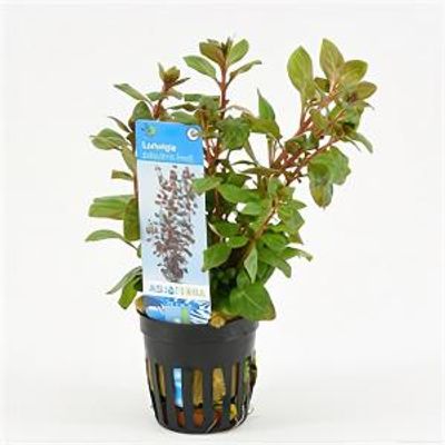 Ludwigia palustris - 6 stuks - aquarium plant