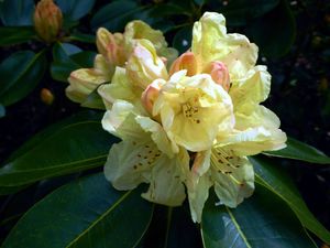 Rhododendron