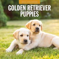 Golden Retriever Puppies Kalender 2026