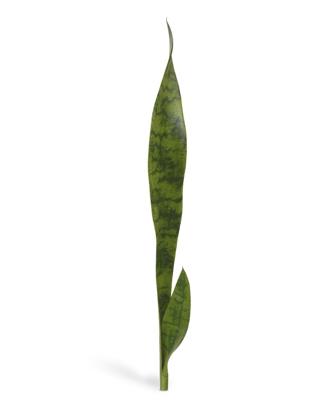 Sanseveria kunstplant 60 cm steker