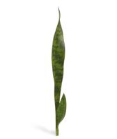 Sanseveria kunstplant 60 cm steker