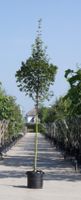 Spaanse aak Acer campestre Huibers Elegant h 350 cm st. omtrek 12 cm - Warentuin Natuurlijk