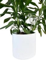 Plant Reservoir Mickey ears glass Disney - Disney