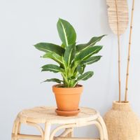 Dieffenbachia Green Magic - P12