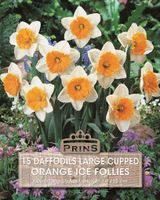 Prins Narcis daffodils Ice Follies orange 15 bollen
