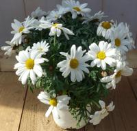 Margriet wit eenjarige plant Leucanthemum Warentuin Natuurlijk - Warentuin natuurlijk