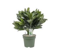 Chamaedorea Metallica Potmaat 27 H70-80 kamerplant Beautanic Lifestyle - Beautanic lifestyle