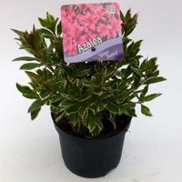 Rododendron (Rhododendron Japonica "Silver Sword") heester - 15-20 cm - 8 stuks - thumbnail