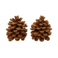 HBX Natural Living Geur dennenappels pinus pinea cinnamon