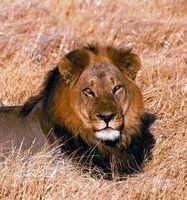 Lion (leeuw)