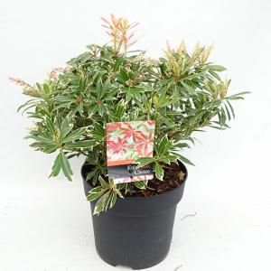 Rotsheide (Pieris “Flaming Silver”) heester - 30-40 cm (C4.5) - 9 stuks