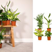 Verrassingsbox - 6 diverse kamerplanten - 35cm - Ø - thumbnail