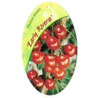 Prunus Avium Early Rivers - Oosterik home