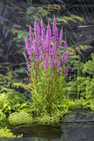 Kattestaart / Lythrum salicaria - thumbnail