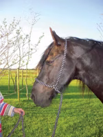 F.R.A. universeel leidhalster zwart maat:pony