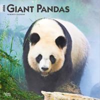 Panda Kalender 2026