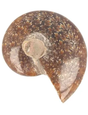 Fossiel Ammoniet Gepolijst (5 - 6 cm)