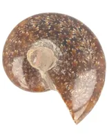 Fossiel Ammoniet Gepolijst (5 - 6 cm)