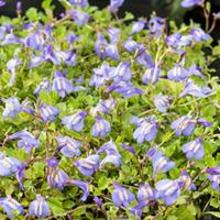 Mazus reptans Blauw vijverplant Mazus Moerings - Moerings